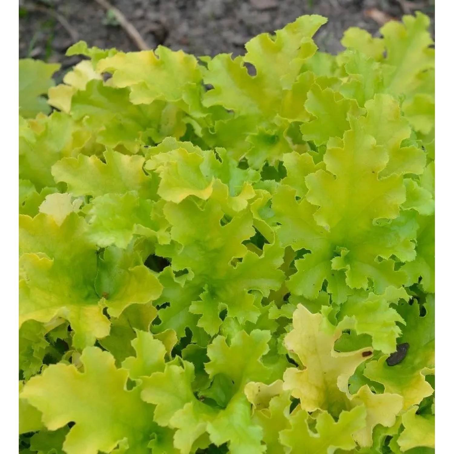 Zottiges Silberglöckchen - Heuchera villosa