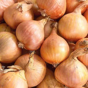 Pflanzschalotten 'Golden Gourmet', goldbraune Steckzwiebeln für den Gemüseanbau im Garten.