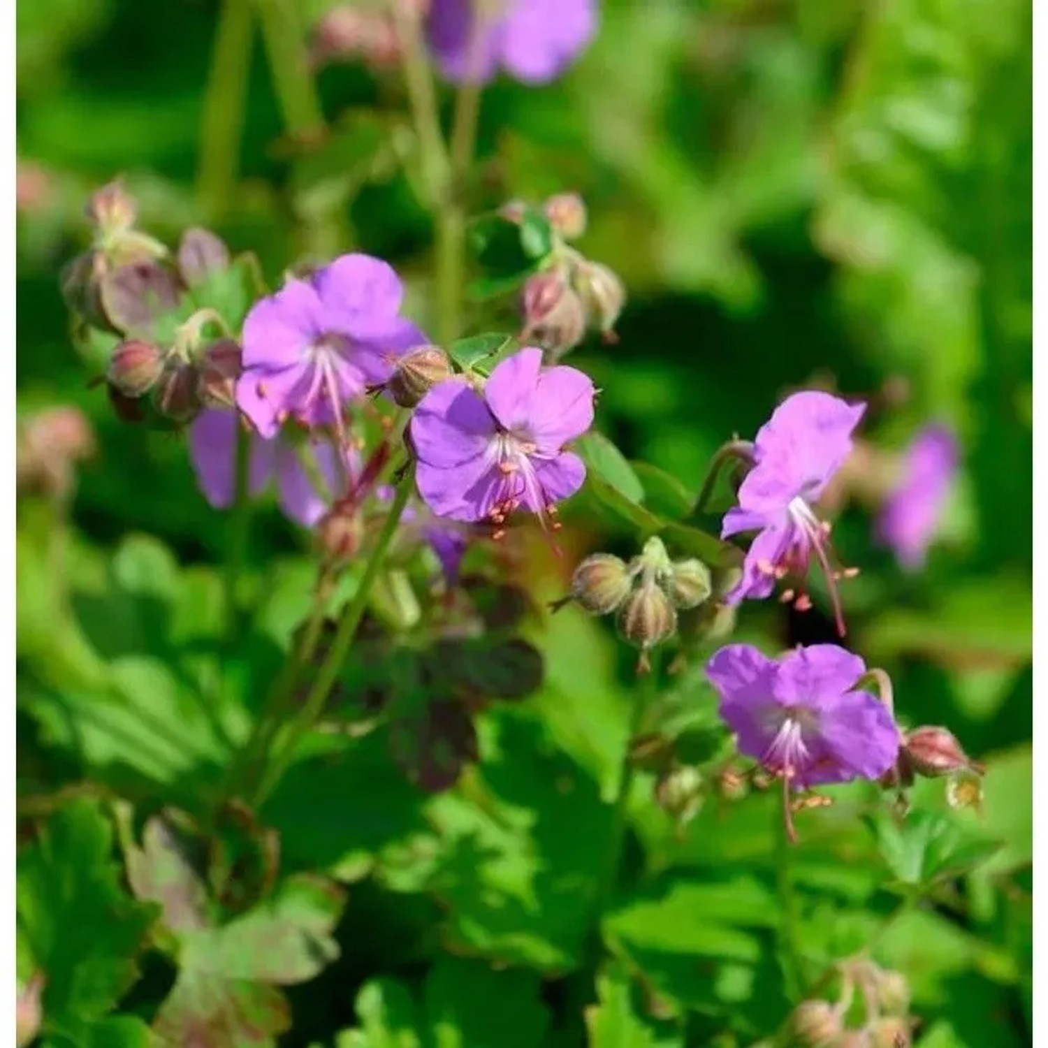 Storchenschnabel Cambridge - Geranium cantabrigiense