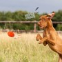 Petsation Kauspielzeug Ball_3