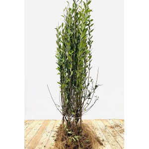 Liguster 'Atrovirens' (80-120cm) als Heckenpflanze mit grünen Blättern und freigelegten Wurzeln.