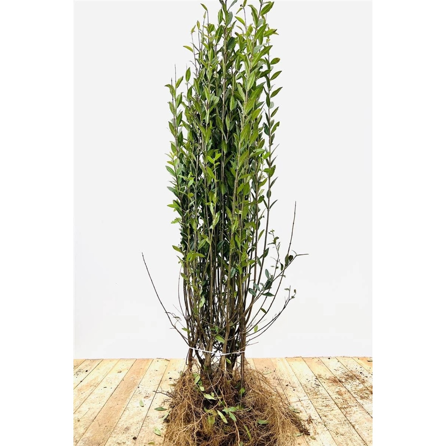 Ligustrum vulgare 'Atrovirens' 80-120 cm günstig online kaufen