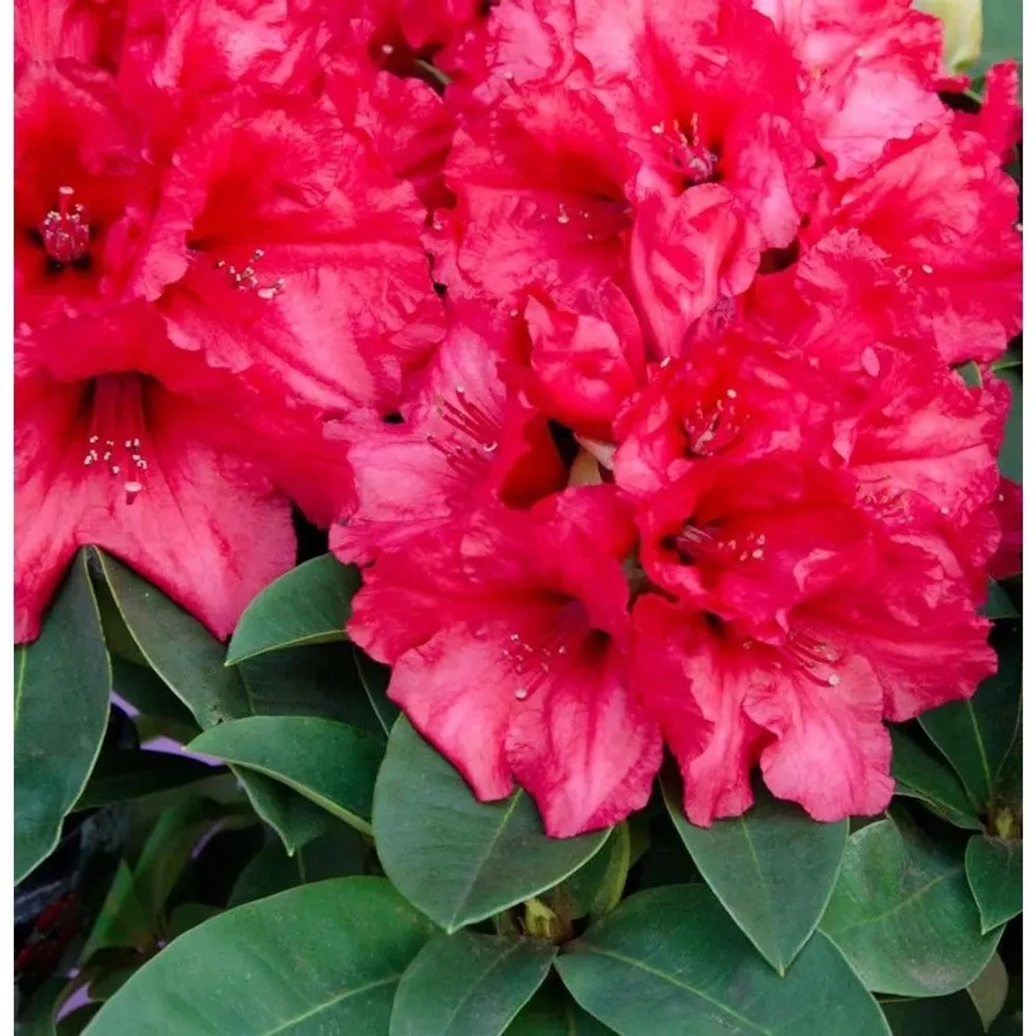 INKARHO - Großblumige Rhododendron Weinlese 40-50cm - Alpenrose