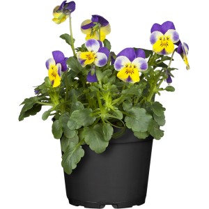 Hornveilchen 'Ice Babies' im Topf, weiße Blüten mit blauen Akzenten, ideal für Frühjahrsbepflanzung.