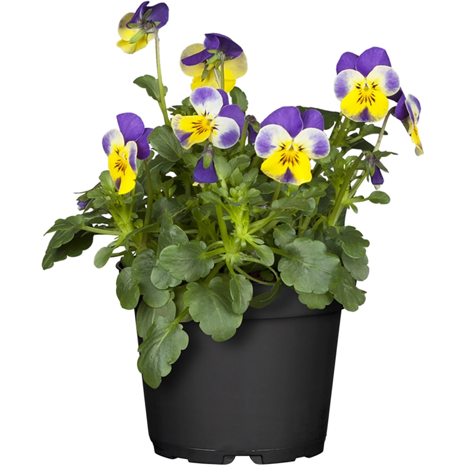 GROW by OBI Hornveilchen "Ice Babies" TopfØ ca. 10,5 cm Viola cornuta