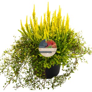 Calluna Beautybelle XL Mix im Topf, gelbe und grüne Heidekraut-Blüten, Topf-Ø ca. 23 cm.