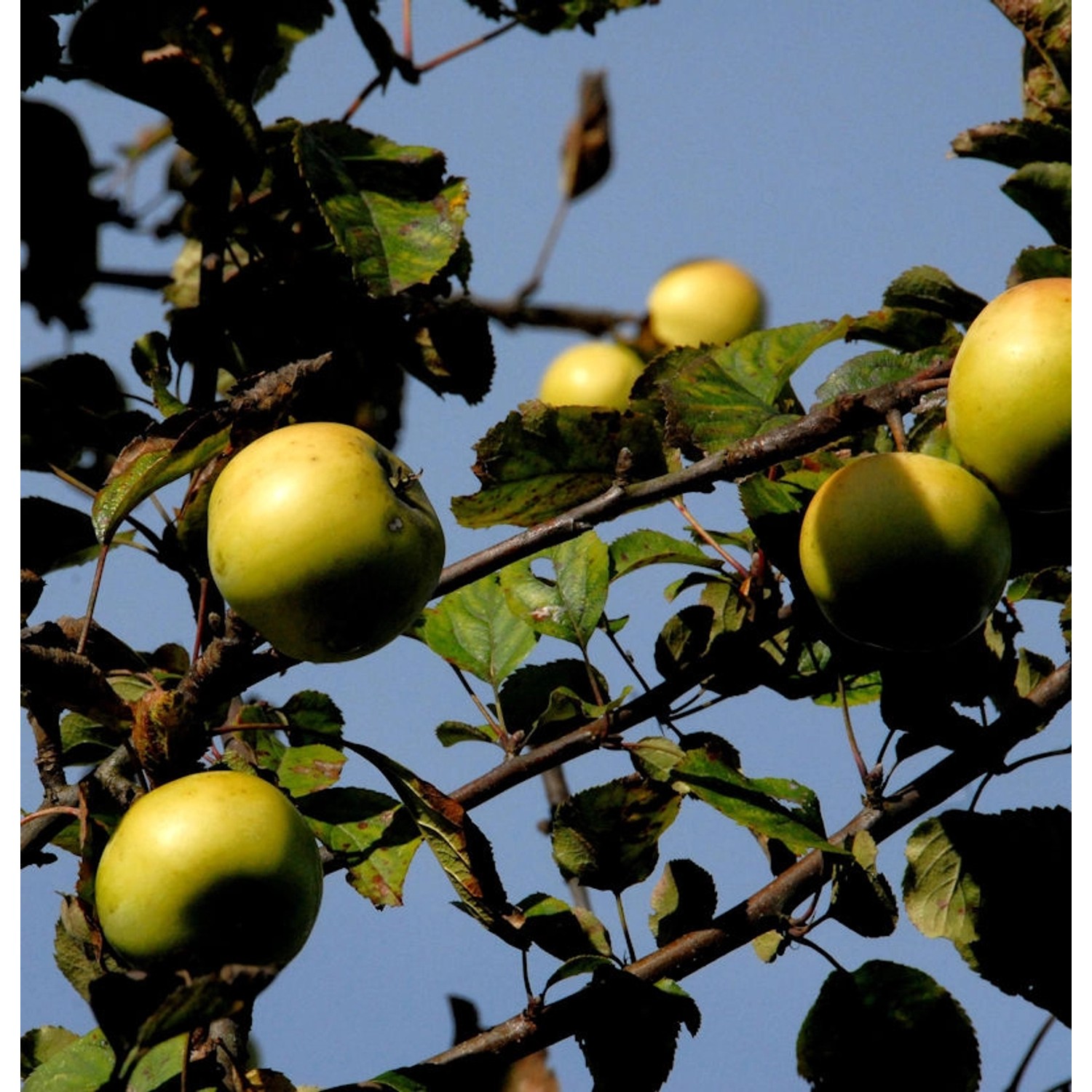 Apfelbaum Königsrenette 60-80cm - feinwürzig und edel günstig online kaufen