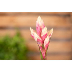 Guzmanie 'Candy' mit rosa-weißem Blütenstand im Topf, Nahaufnahme.