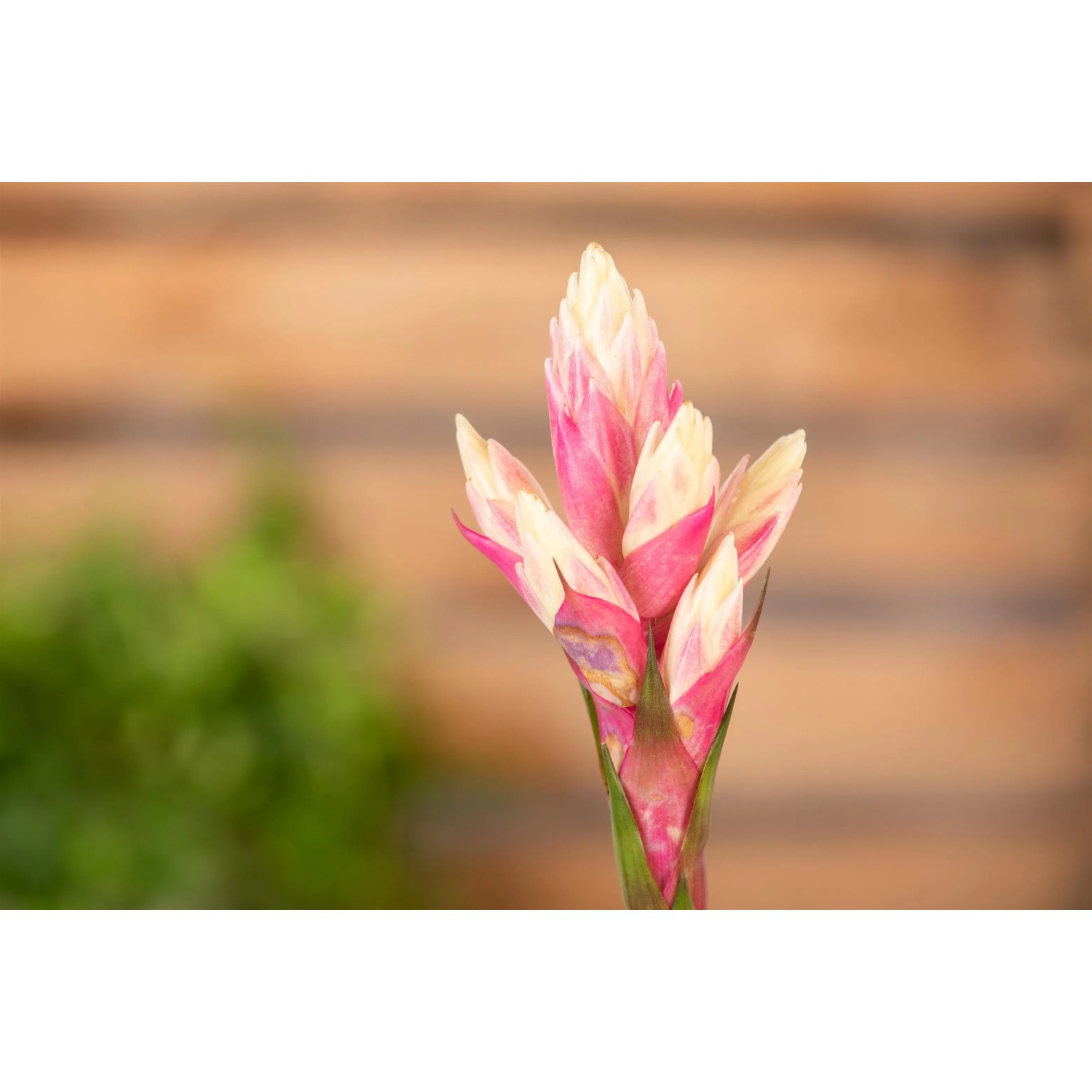 Guzmanie 'Candy' mit rosa-weißem Blütenstand im Topf, Nahaufnahme.