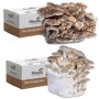 Hawlik Pilzbrut Pilzzuchtset-Bundle mit Bio Shiitake und Bio Kräuterseitling Pilzkultur für Pilzzucht Zuhause