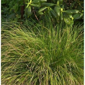 Garten-Segge 'Phoenix Green' (Carex howardii), grüne Staude mit überhängenden Halmen.