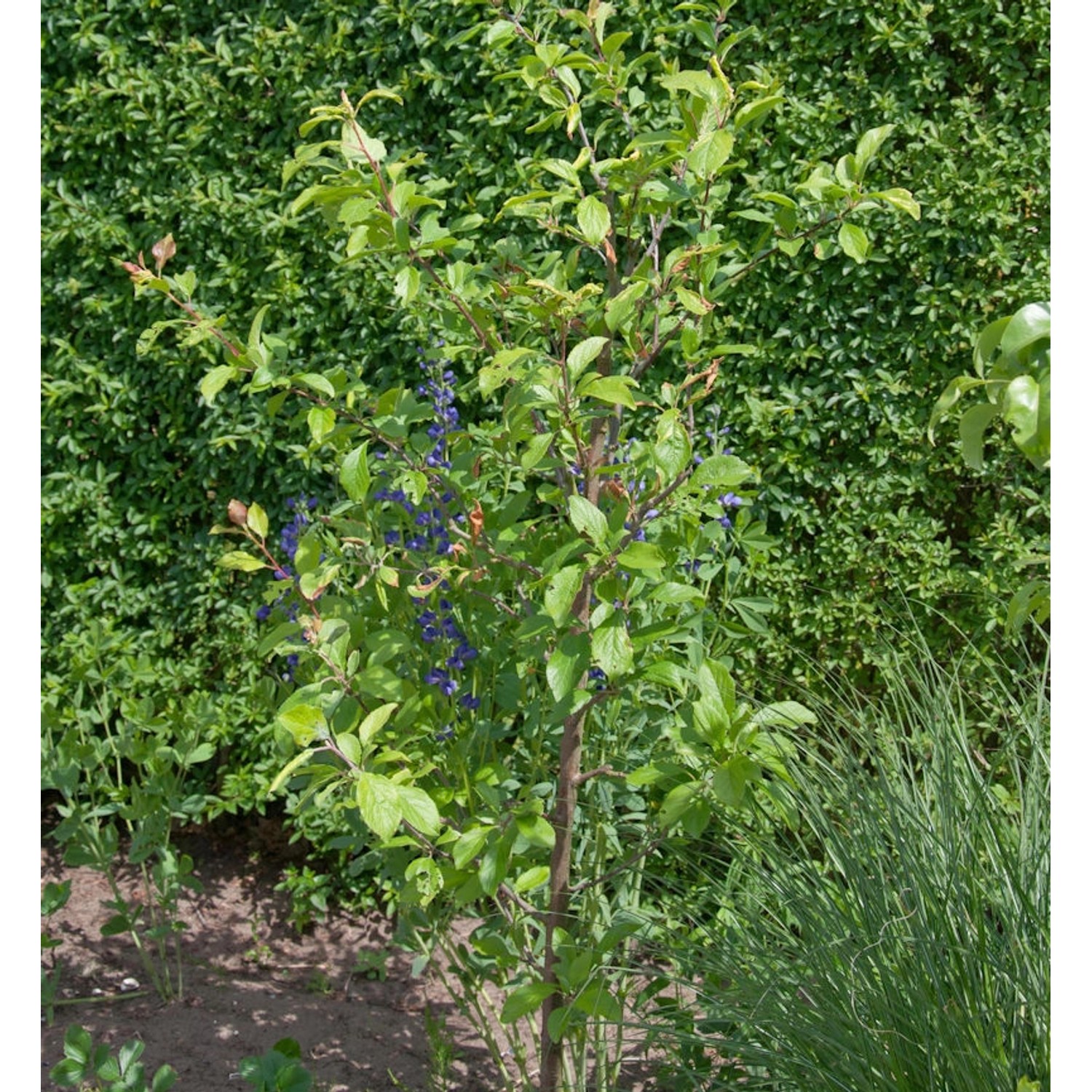 Pflaume Unika 60-80cm - Prunus domestica günstig online kaufen