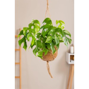 Hängender Philodendron 'minima' (Baumfreund) mit geschlitzten Blättern in Kokosfaser-Ampel.