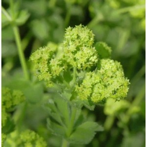 Nahaufnahme des blühenden Großblättrigen Frauenmantels (Alchemilla mollis).