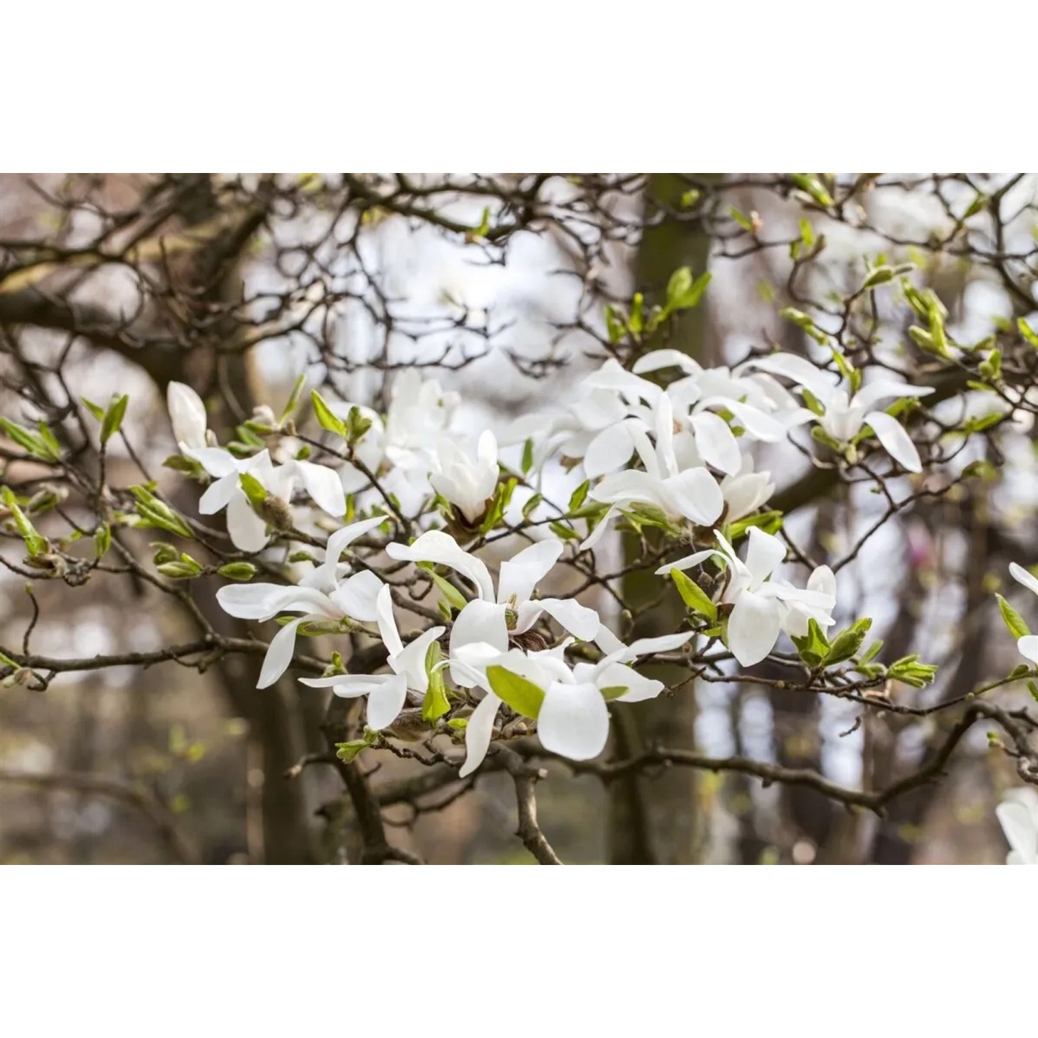 Blühende Magnolia Kobus (80–100 cm) mit weißen Blüten, Nahaufnahme.