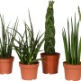Verschiedene Bogenhanf-Sorten (Sanseveria Cylindrica) im braunen Topf, ca. 12 cm Ø.