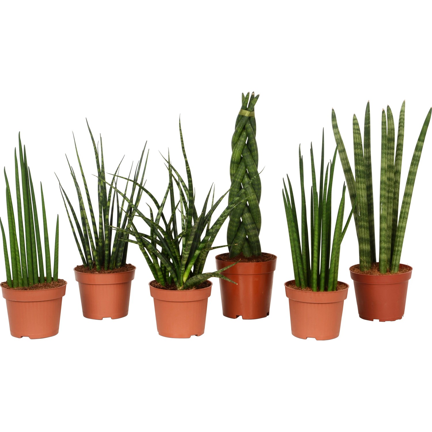 Verschiedene Bogenhanf-Sorten (Sanseveria Cylindrica) im braunen Topf, ca. 12 cm Ø.