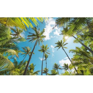 Vlies Fototapete Coconut Heaven: Blick auf Palmen und blauen Himmel. Tropisches Flair für Ihr Zuhause.