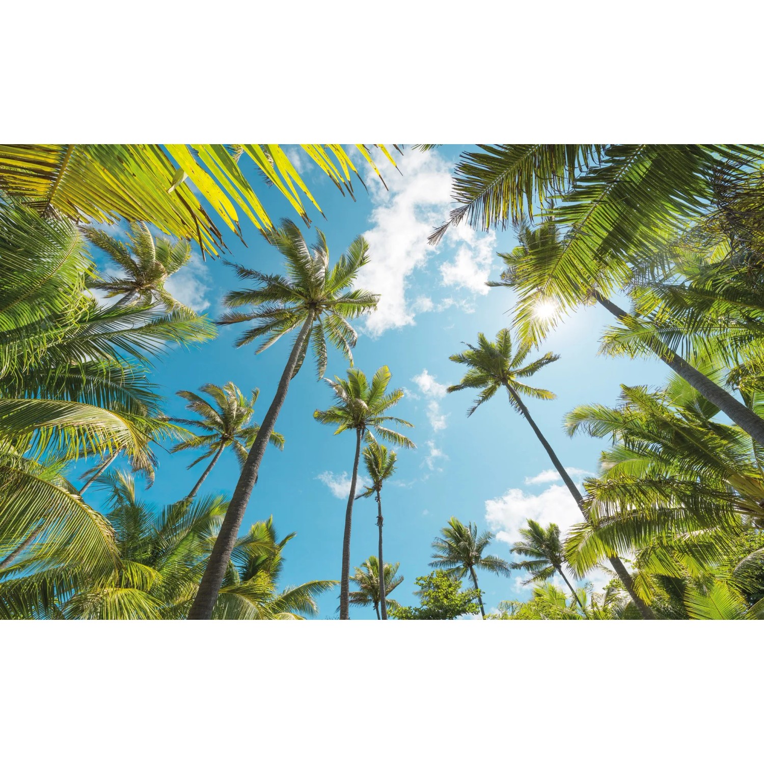 Vlies Fototapete Coconut Heaven