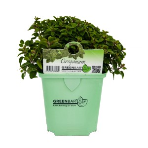 Oregano (Origanum vulgare) im Topf, ein Küchenkräuter für Pizza und Pasta.