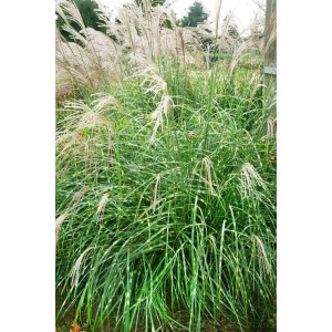 Ziergras Miscanthus Sinensis Little Zebra mit gestreiften Blättern und silbernen Blütenständen.