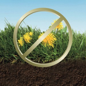 Symbolbild: Rasen mit gelben Blüten (Unkraut) durchgestrichen. Westland Rasendünger Unkraut Prävention.