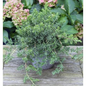 Blauer Kriechwacholder 'Blue Pacific' im Topf, ein immergrüner Strauch für den Garten.