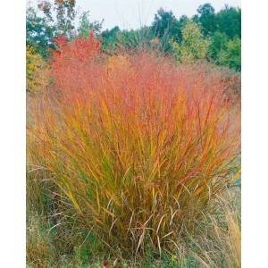 Rutenhirse 'Warrior' mit rot-gelben Halmen und filigranen Blütenständen im Garten.