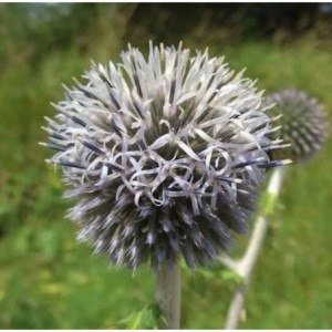 Nahaufnahme einer Kugeldistel Star Frost (Echinops bannaticus) im Garten.
