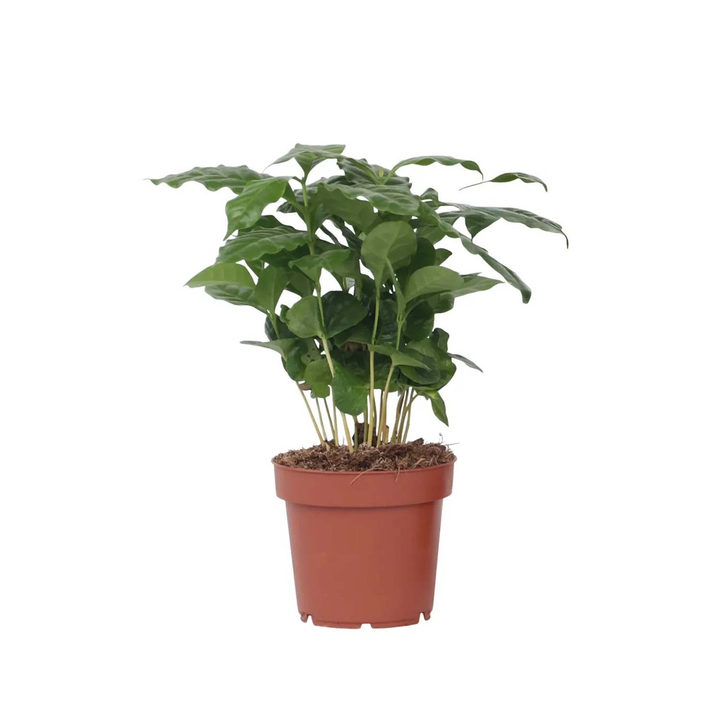 Plant In A Box Kaffeepflanze  Coffea Arabica Höhe 25cm Ø12 Grün