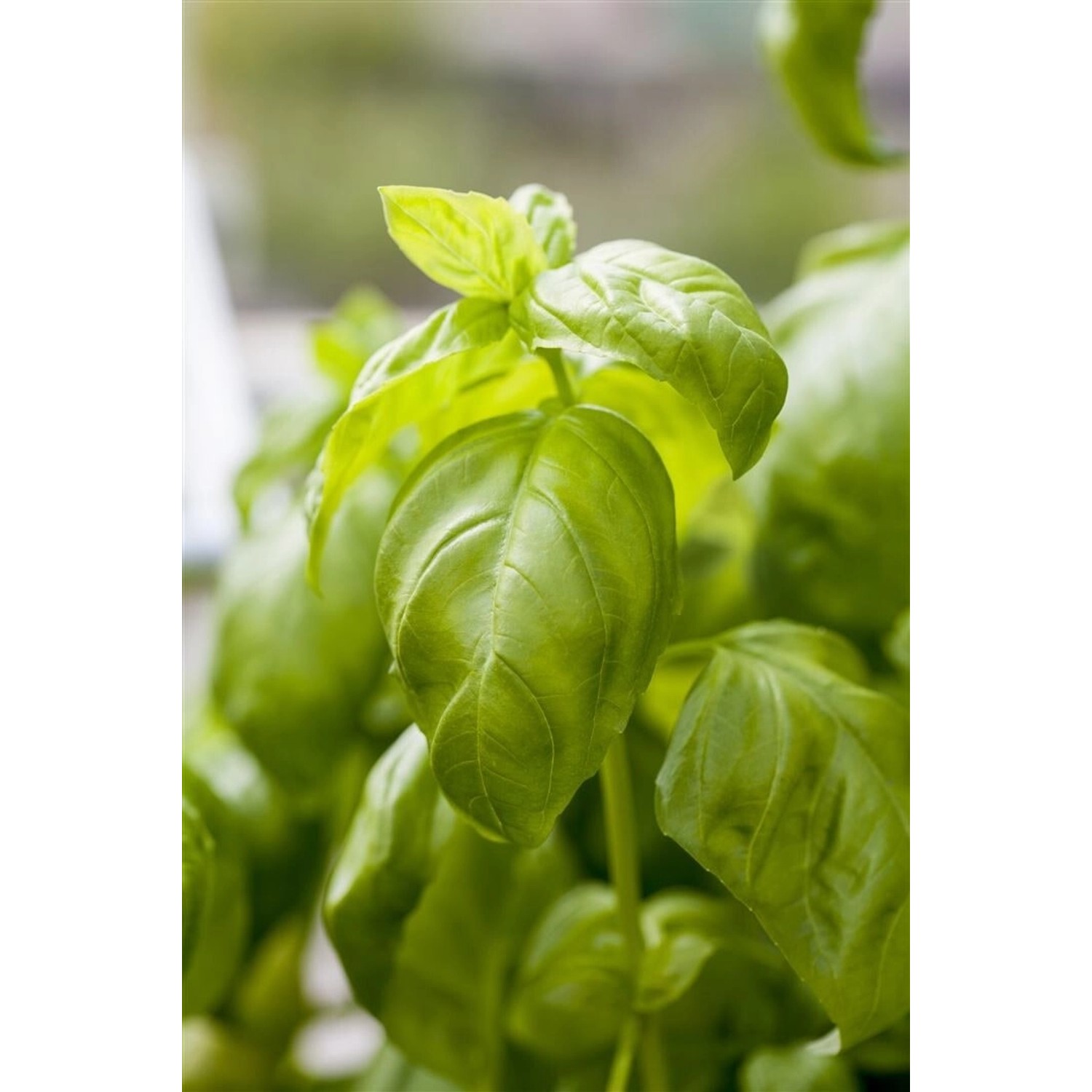 Ocimum Basilicum Basilikum Ca. 9x9 cm Topf günstig online kaufen