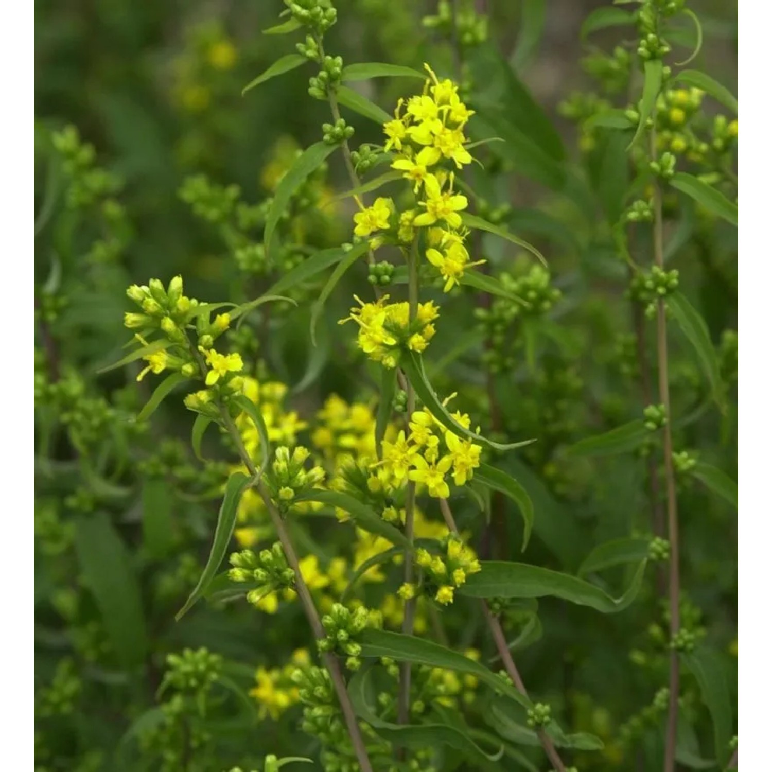 Goldbandrute - Solidago caesia
