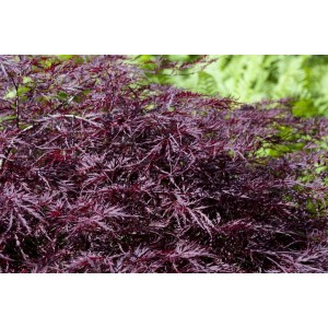 Acer Palmatum Firecracker, Japanischer Ahorn mit leuchtend roten Blättern.