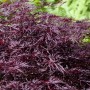 Acer Palmatum Firecracker, Japanischer Ahorn mit leuchtend roten Blättern.