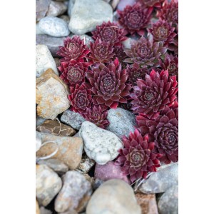 Nahaufnahme von rotem OBI Hauswurz (Sempervivum) zwischen Steinen.