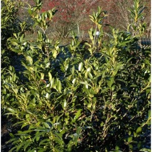 Aufrechte Lorbeerkirsche (Prunus laurocerasus), 40-60 cm, immergrüner Strauch mit grünen Blättern.