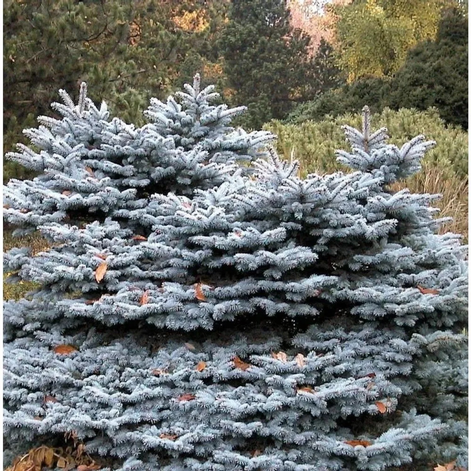 Zwergblaufichte 30-40cm - Picea pungens_2