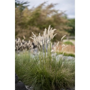 Riesen-Schwingel (Festuca Gigantea) im Topf, dekoratives Ziergras mit graugrünen Blättern und Blüten.