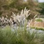 Riesen-Schwingel (Festuca Gigantea) im Topf, dekoratives Ziergras mit graugrünen Blättern und Blüten.