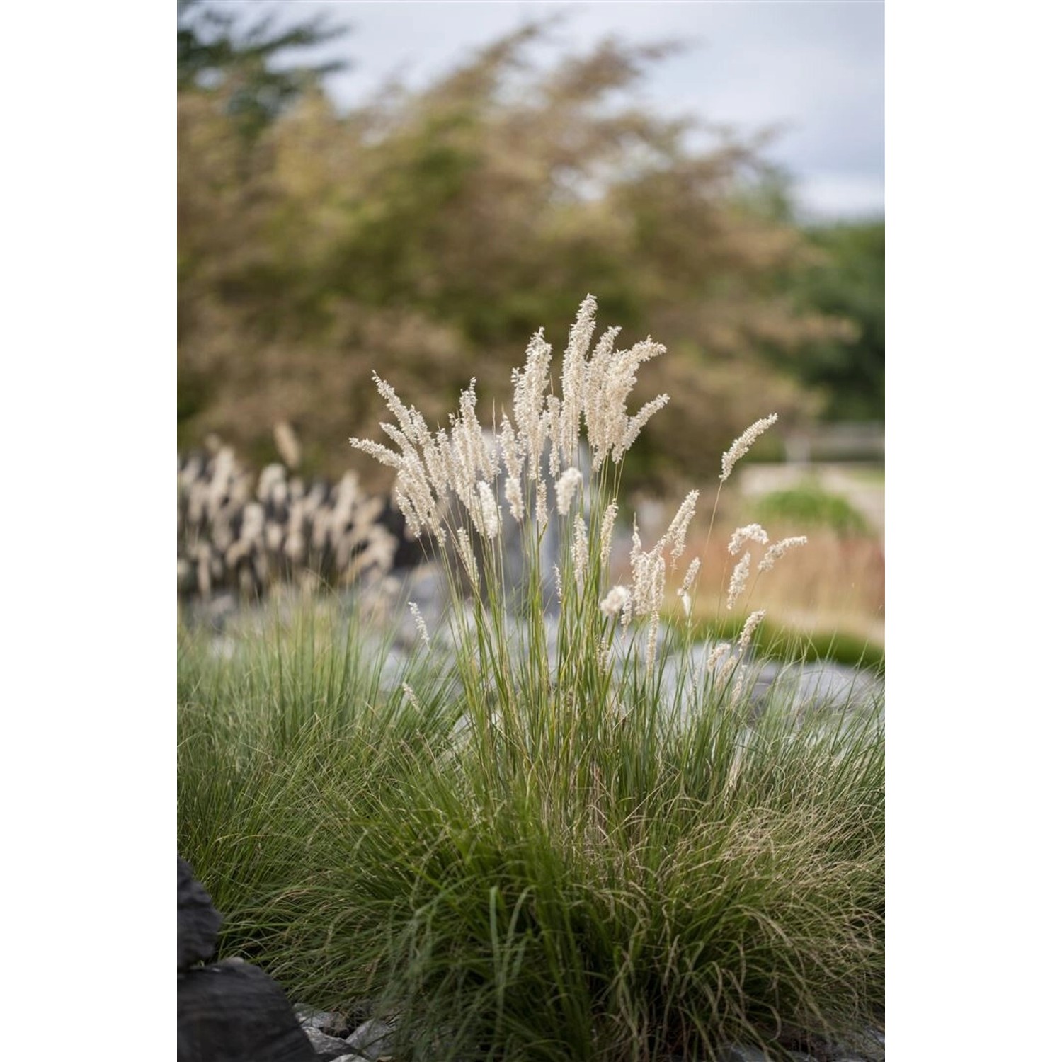 Festuca Gigantea Riesen-Schwingel Ca. 9x9 cm Topf günstig online kaufen