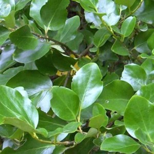 Nahaufnahme einer Griselinie (Griselinia littoralis) mit grünen Blättern. Immergrüner Strauch.