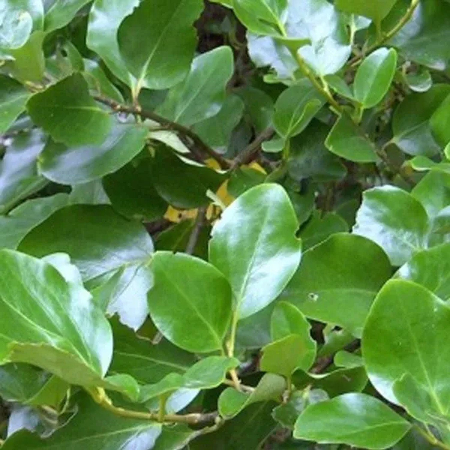 Griselinie Griselinia,ittoralis 60 bis 80 cm im Container Immergrün