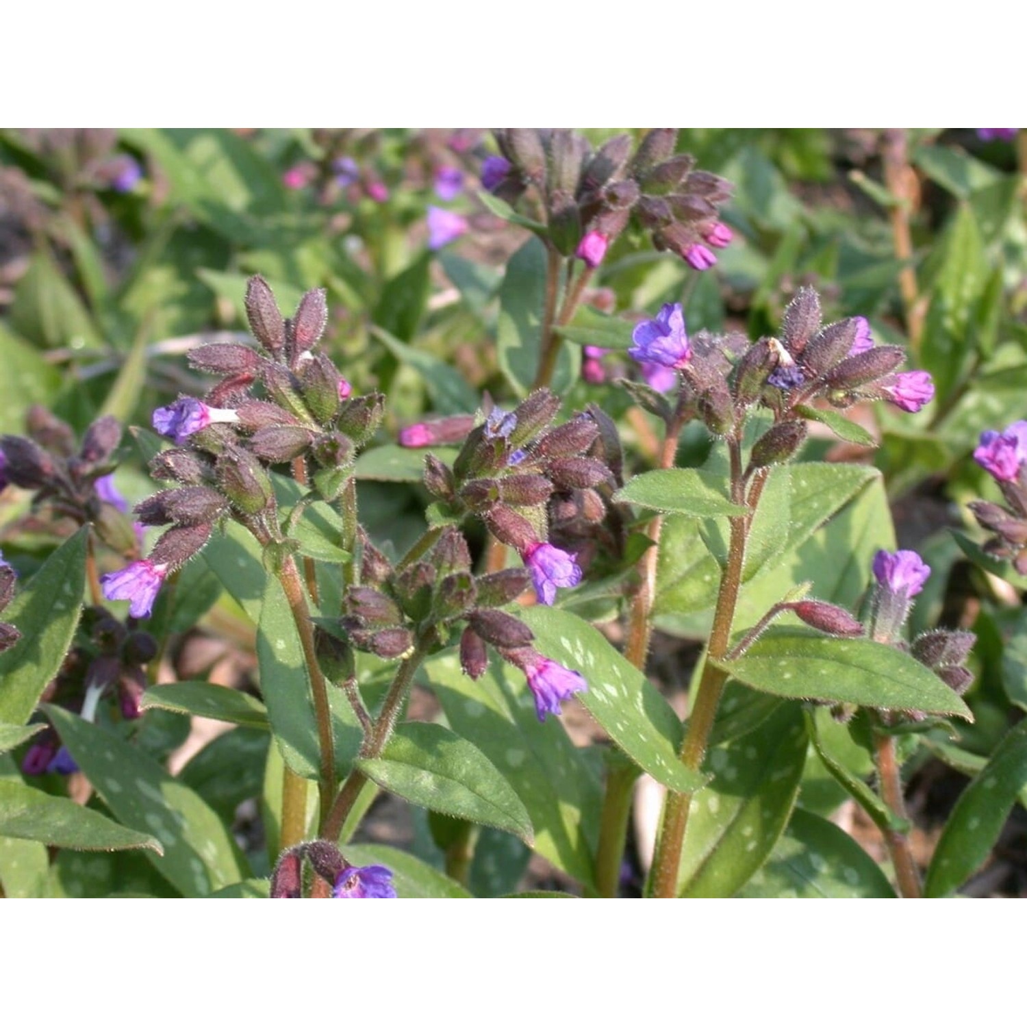 Pulmonaria Saccharata Lewis Palmer Geflecktes Lungenkraut Ca. 9x9 cm Topf günstig online kaufen