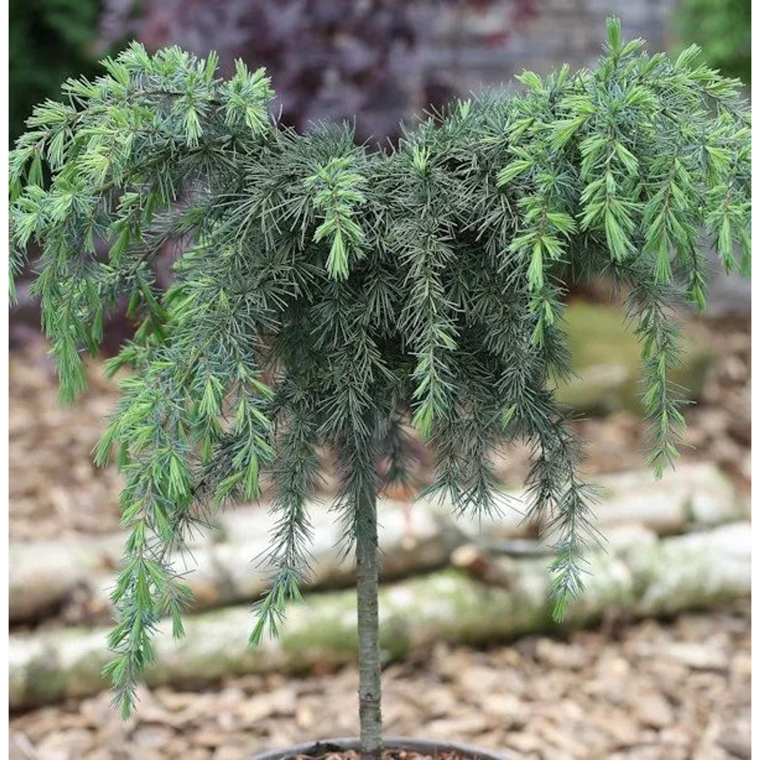 Hochstamm Himalaya Zeder Feelin Blue 40-60cm - Cedrus deodara