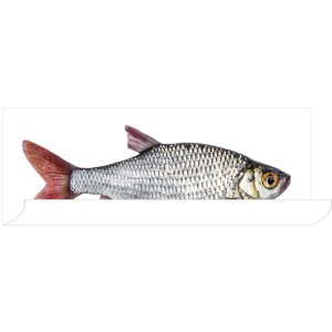 ESTAhome Wandtattoo Fisch in Grau und Rot, 97x48,5 cm. Dekorativer Wandaufkleber für Wohnräume.