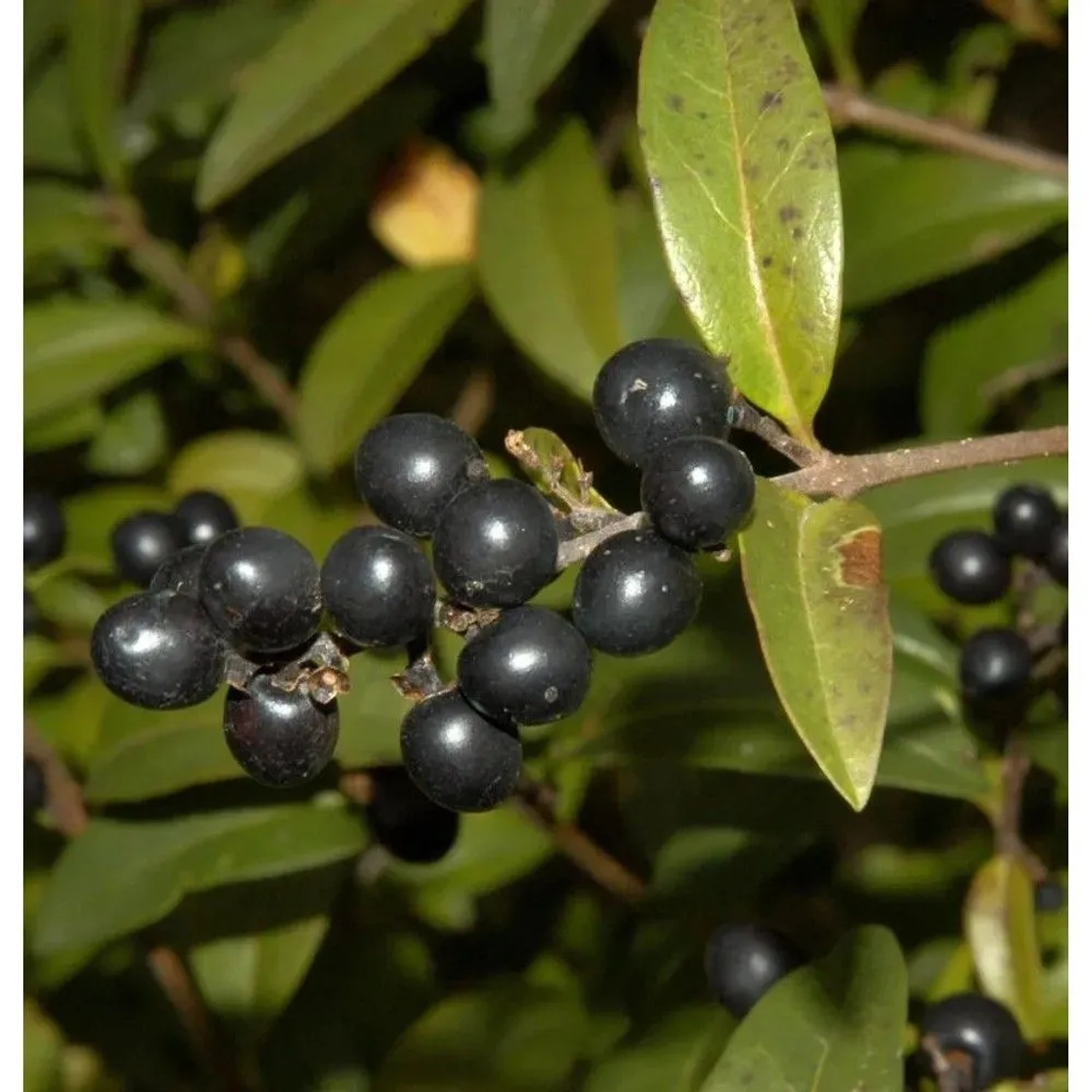 Schwarzgrüner Liguster 100-125cm -  Ligustrum vulgare