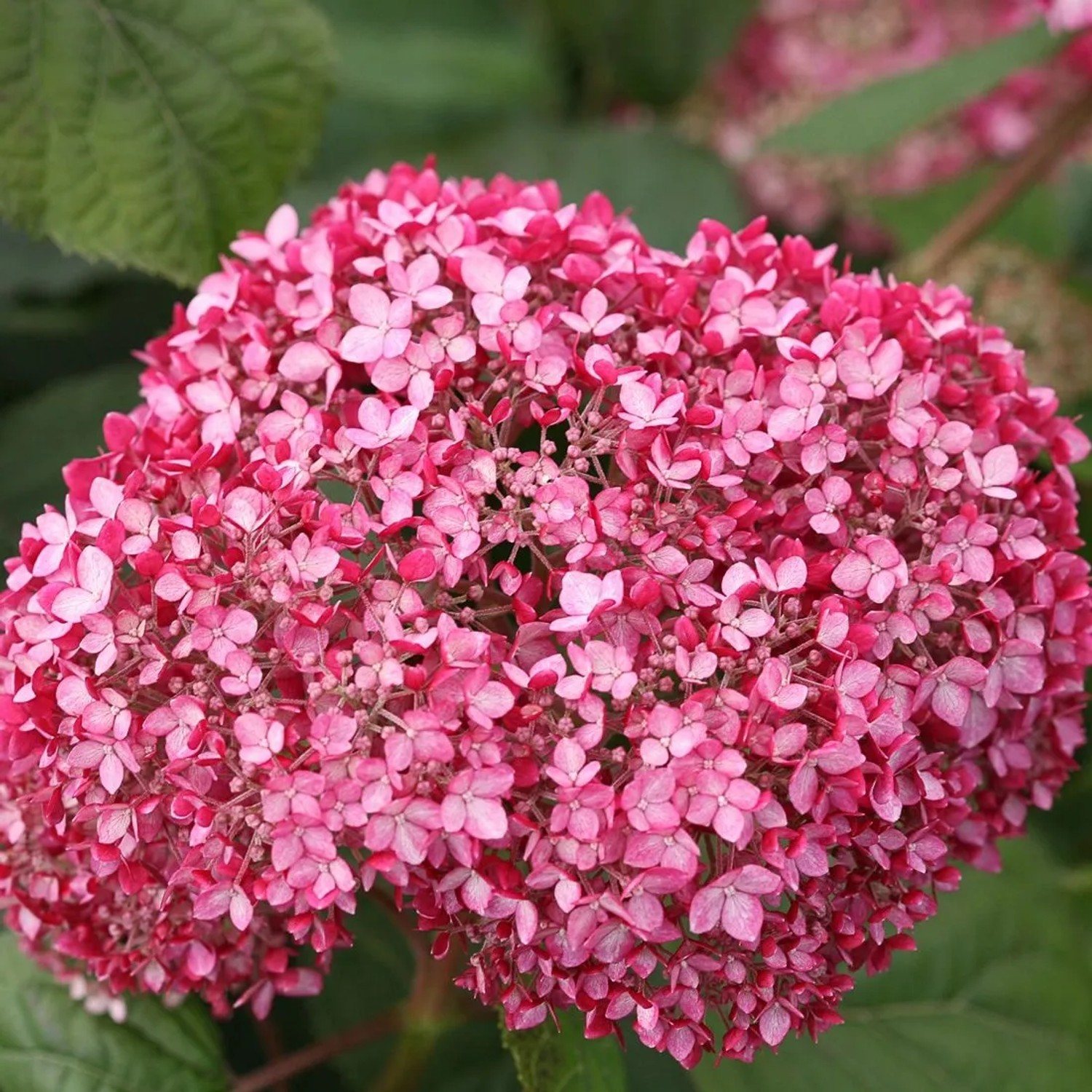 Hortensie 'Invincibelle' Hydrangea 30 bis 40 cm im Container Rosa Blüten
