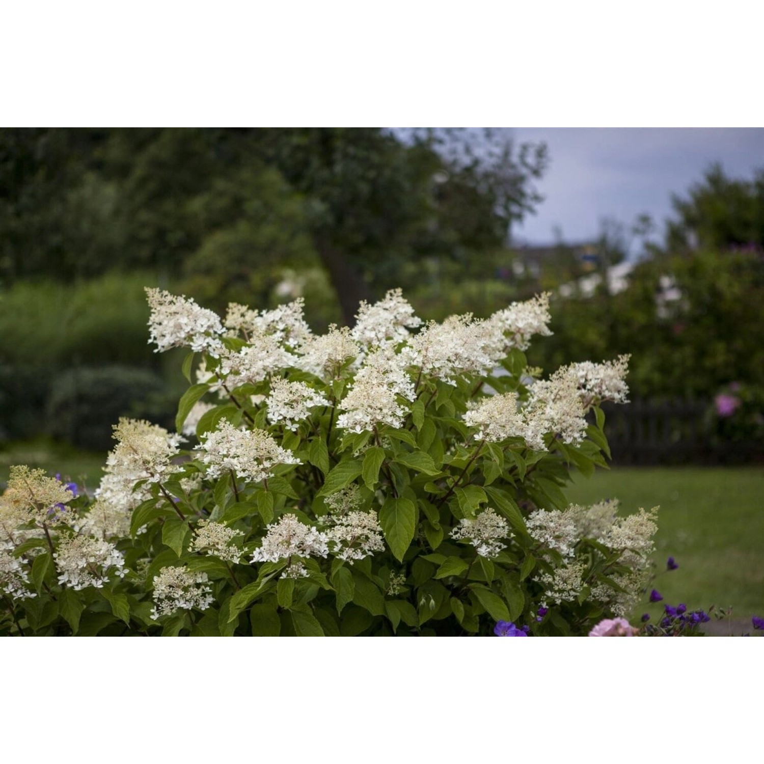 Hydrangea Paniculata Rispenhortensie Unique 80-100 cm günstig online kaufen