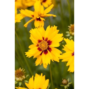 Gelbes Mädchenauge 'Sterntaler' (Coreopsis lanceolata) im 9x9 cm Topf. Blühende Staude mit dunkler Mitte.