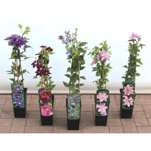Verschiedenfarbige Clematis Kletterpflanzen im Topf, 40-60 cm hoch.